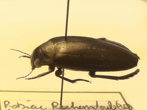 Meladema coriacea