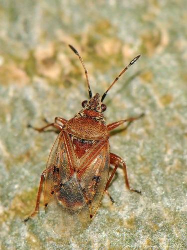 Kleidocerys resedae