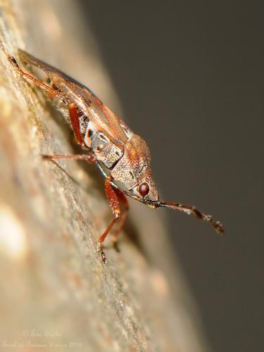 Kleidocerys resedae