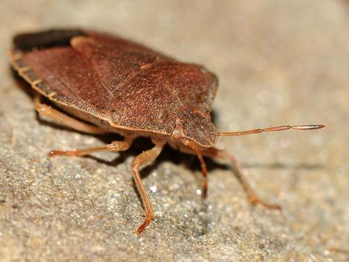 Palomena prasina