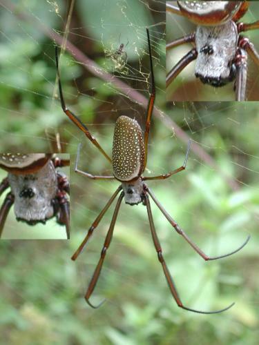 Nephila cornuta