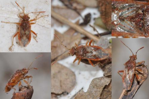 Réf. 136 735 : Rhopalus parumpunctatus
