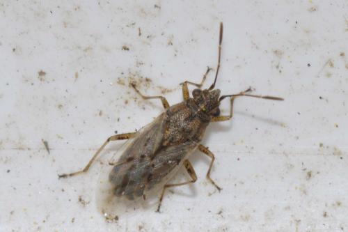 Réf. 136 750 : Nysius sp.
