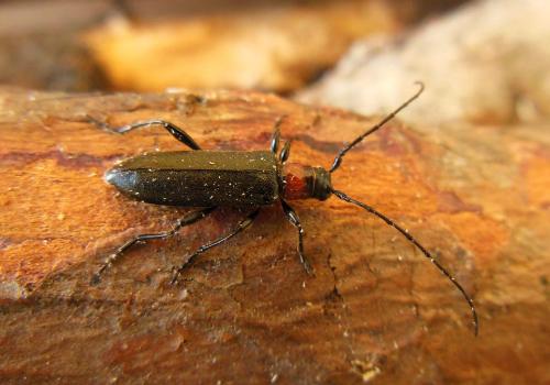 Pronocera angusta