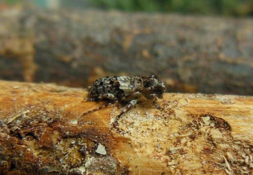 Réf. 136 454 : Pogonocherus fasciculatus