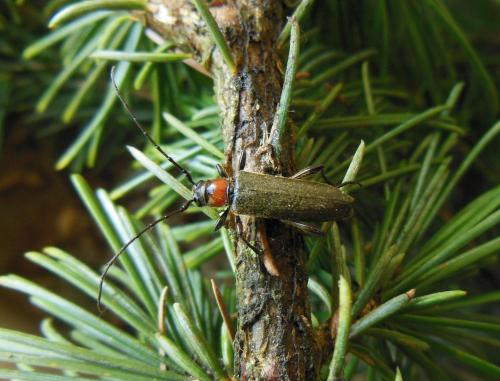 Pronocera angusta