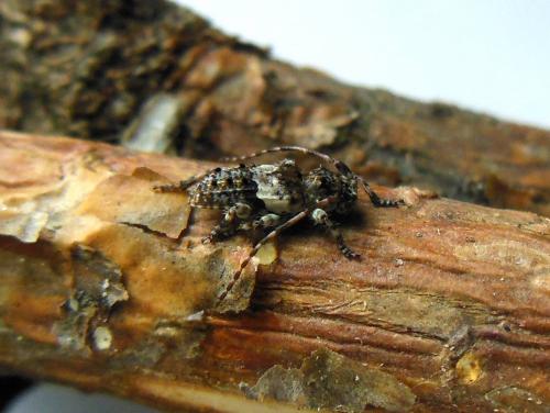 Pogonocherus fasciculatus