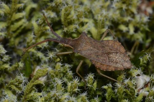 Réf. 136 408 : Haploprocta sulcicornis
