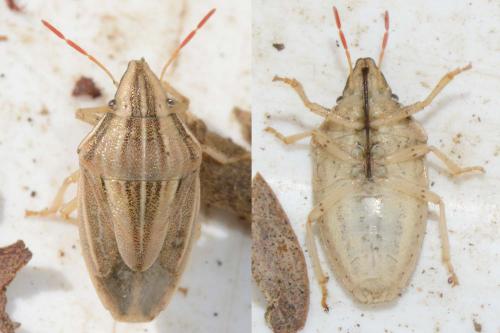 Aelia acuminata