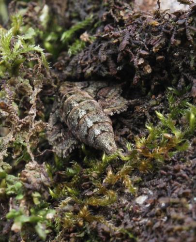 Agriopis marginaria