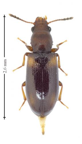 Lissodema denticolle