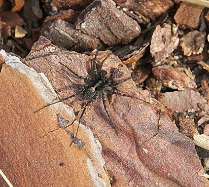 Pardosa sp.
