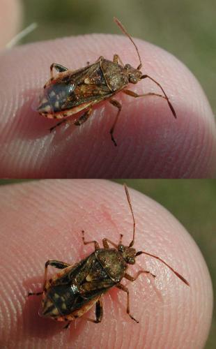Stictopleurus punctatonervosus