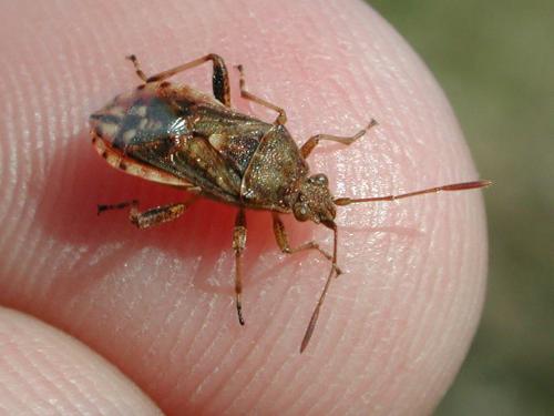Réf. 136 941 : Stictopleurus punctatonervosus