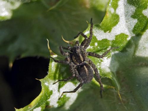 Réf. 136 775 : Pardosa sp.