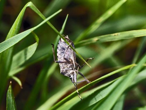 Rhaphigaster nebulosa