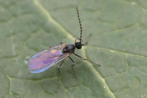 Corinthomyia brevicornis