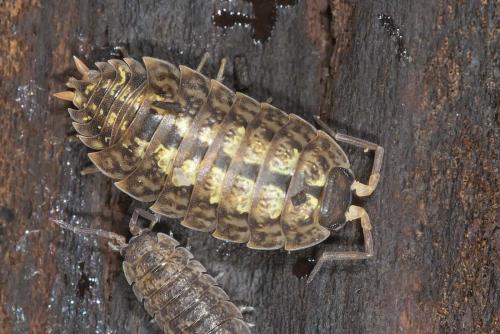 Réf. 136 847 : Porcellio monticola