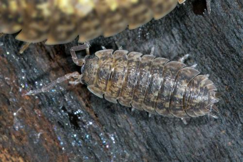 Porcellio scaber