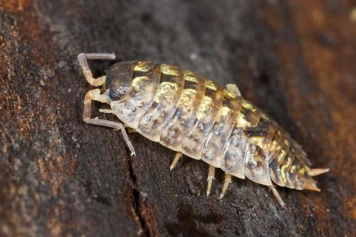 Porcellio monticola