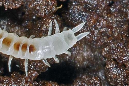 Scutigerella sp.