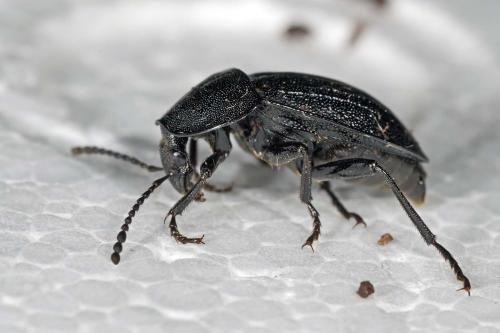 Phosphuga atrata