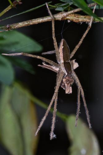 Nilus sp.