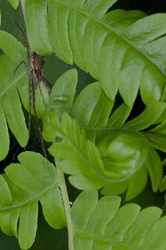 Hygropoda sp.
