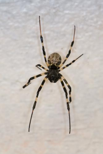 Nephilengys malabarensis