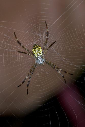 Réf. 136 048 : Argiope sp.