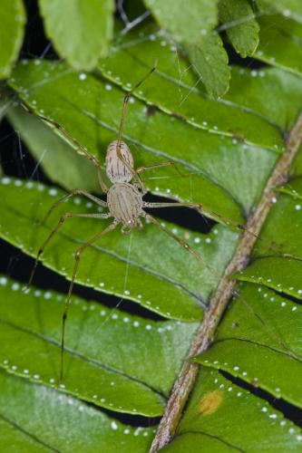 Réf. 136 271 : Scytodes sp.