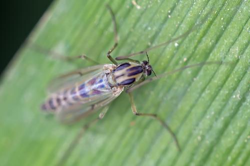 Chironomus sp.
