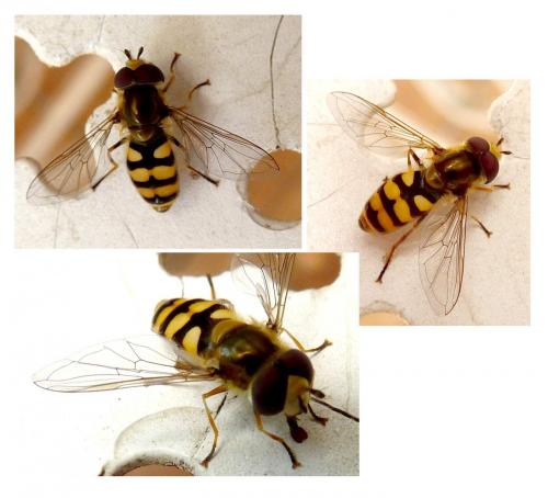 Eupeodes corollae