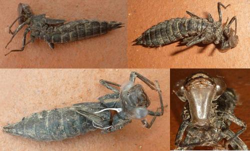 Aeshna grandis