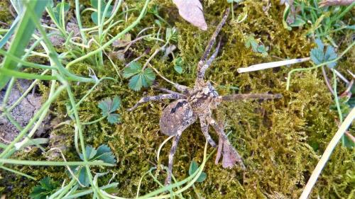 Réf. 136 851 : Zoropsis sp.