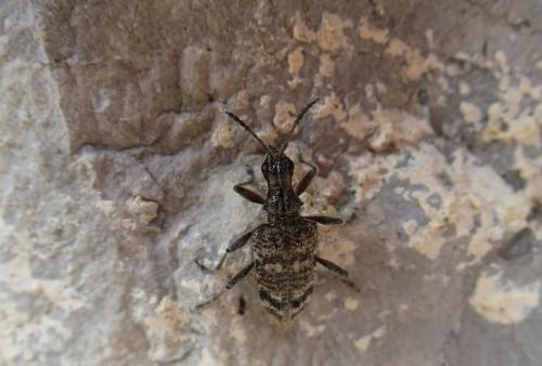 Rhagium inquisitor