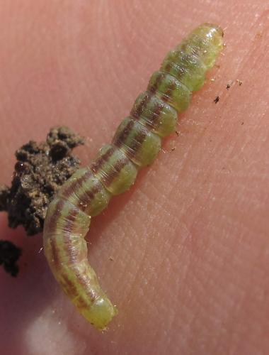Mesapamea sp.