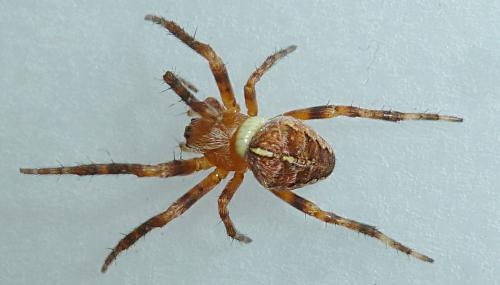 Réf. 136 449 : Araneus diadematus