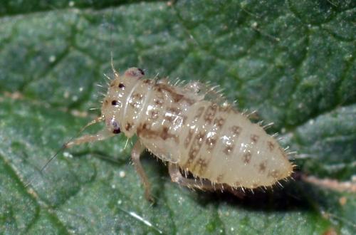 Agallia consobrina