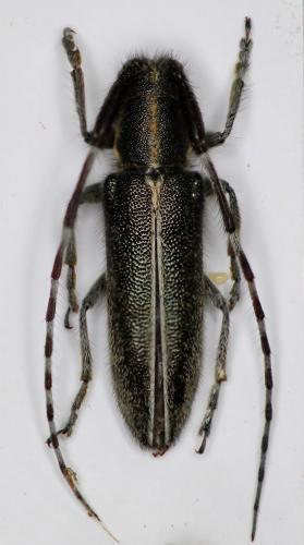 Agapanthia suturalis