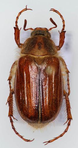 Amphimallon ochraceum