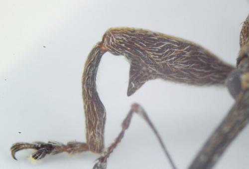 Anthonomus pomorum
