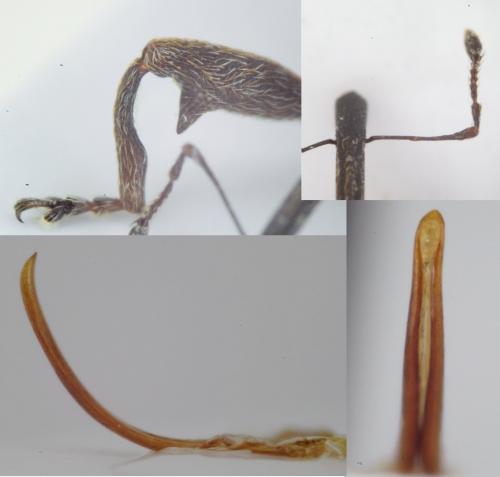 Réf. 136 685 : Anthonomus pomorum