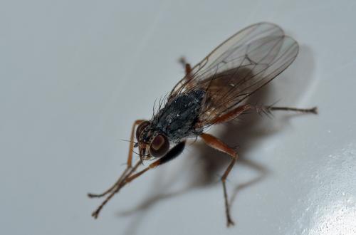 Lispocephala brachialis