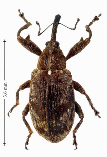 Réf. 136 611 : Anthonomus pomorum