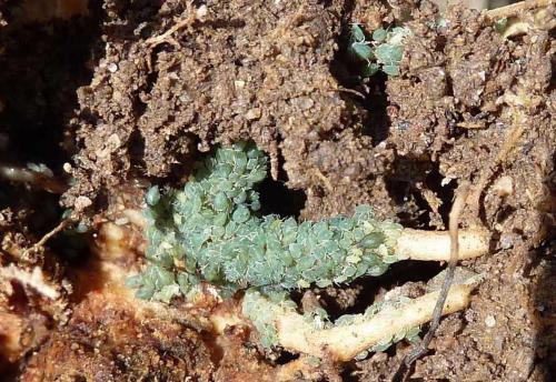 Réf. 136 350 : Aphis sambuci