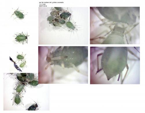 Réf. 136 372 : Aphis sambuci
