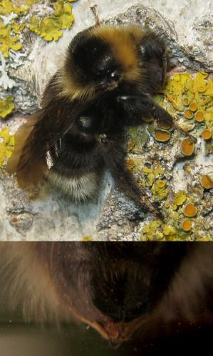 Bombus barbutellus