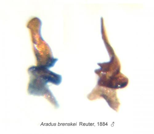 Aradus brenskei