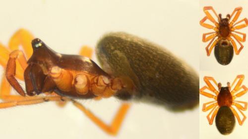 Réf. 136 374 : Walckenaeria acuminata